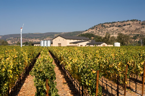 Winery view through block 5 Merlot