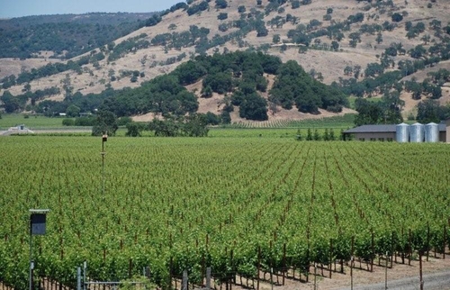 Vineyard view through block 4 Cabernet Sauvignon