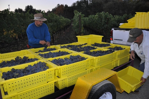 Bringing in the Grapes