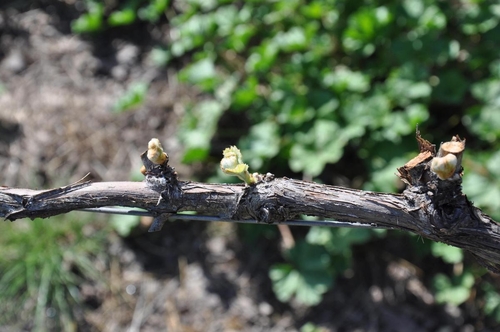 Bud Break in the Vineyard