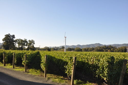 State LaneVineyard Vines - Summer 2011