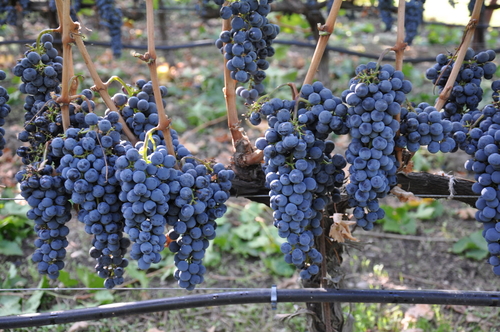 2011 State Lane Vineyard Grapes