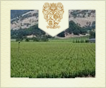 Vineyard History