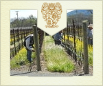 Vineyard Management Philosophy